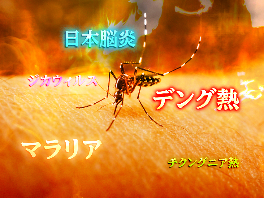 検証済み 東南アジアの最恐の敵 蚊 への徹底対策 スラマッパギー アジアロングステイへの道
