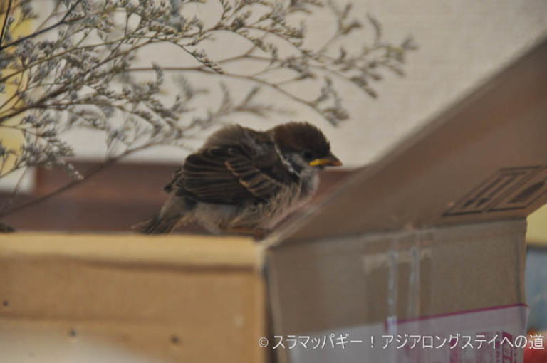 すずめの雛を保護して 自然に返すまでの1日 チュンゾウがくれた物 スラマッパギー アジアロングステイへの道