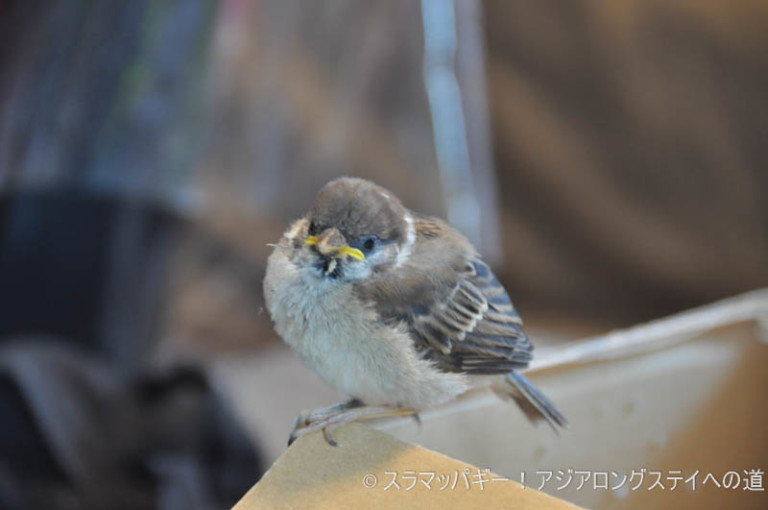 A day to protect the sparrow chicks and return them naturally. The one given by Chun Zhou.
